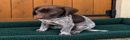 German Shorthaired Pointer dogs for sale: Exceptional KC GSP Puppies  - Advert 4