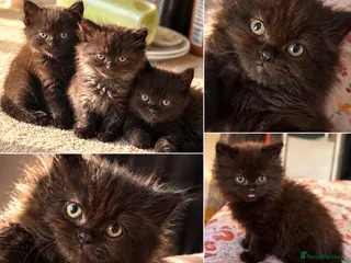 British Shorthair cats Beautiful British shorthair kittens - Advert 1