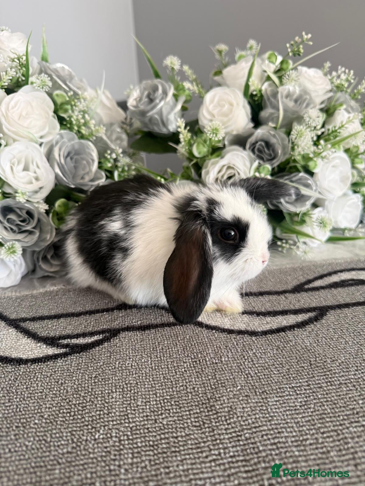 Mini Lop rabbits 4 adorable bunnies for sale  - Advert 2