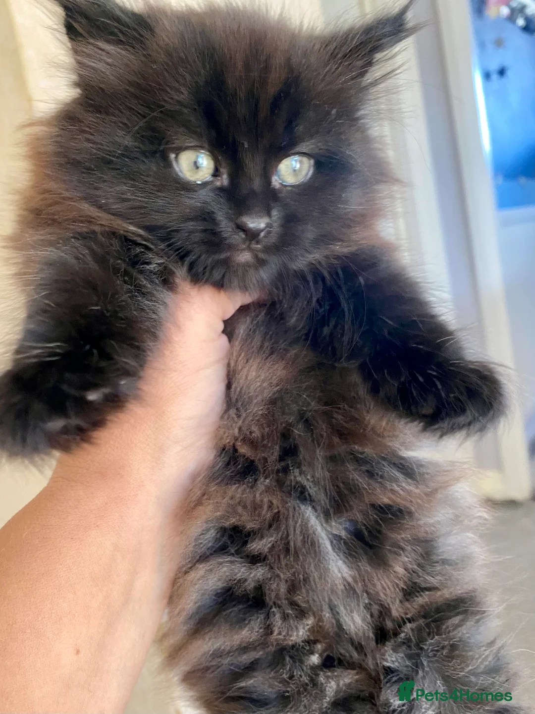 Mixed Breed cats for sale: Female kitten  - Advert 2