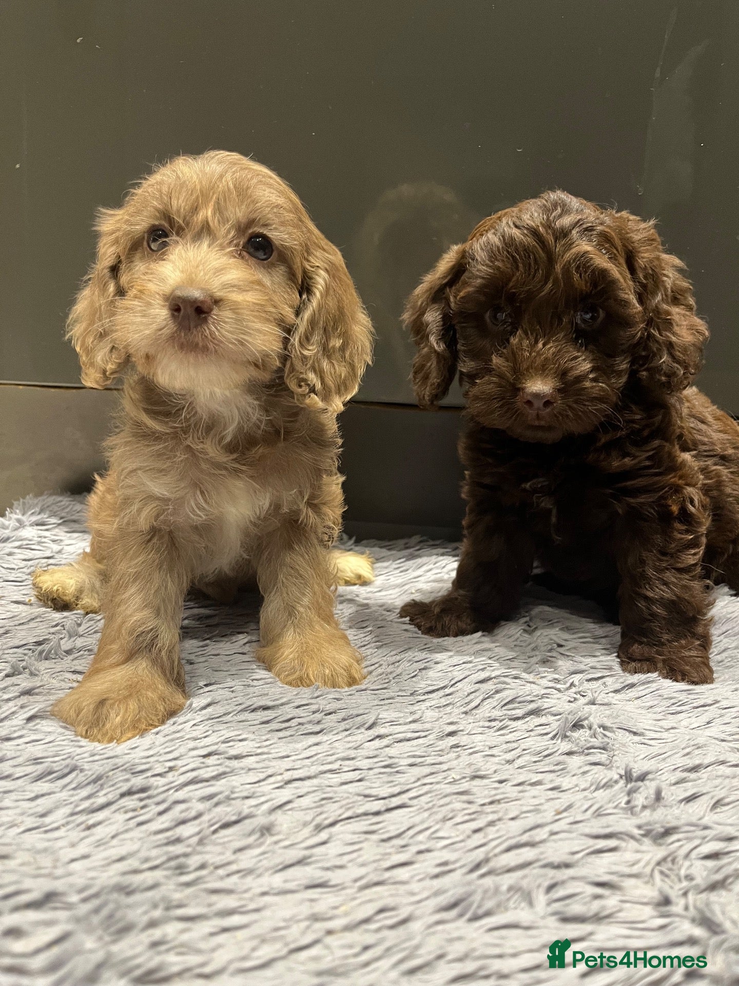 Cockapoo dogs for sale: ❤️Gorgeous F1 Cockapoo,❤️READY TO LEAVE ❤️ - Advert 1
