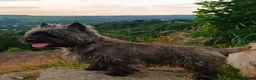 Mixed Breed dogs for sale: Cavalier King Charles Spaniel cross Cairn Terriar in Chesterfield - Advert 5