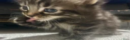 Bengal cats for sale: Bengal x kittens ready end of August 2 left  - Advert 3