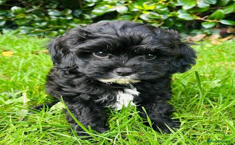 Cavachon dogs Outstanding Cavapoochon Puppies - Advert 6