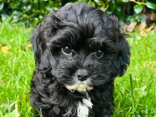 Cavachon dogs Outstanding Cavapoochon Puppies - Advert 5