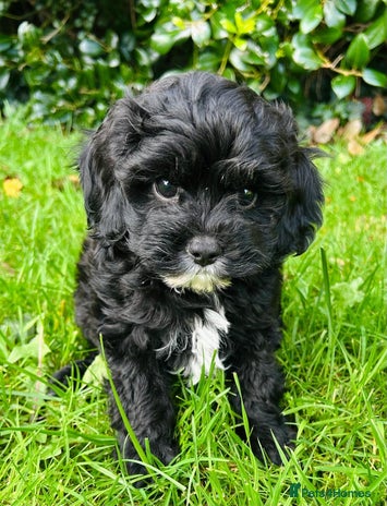 Cavachon dogs Outstanding Cavapoochon Puppies - Advert 6