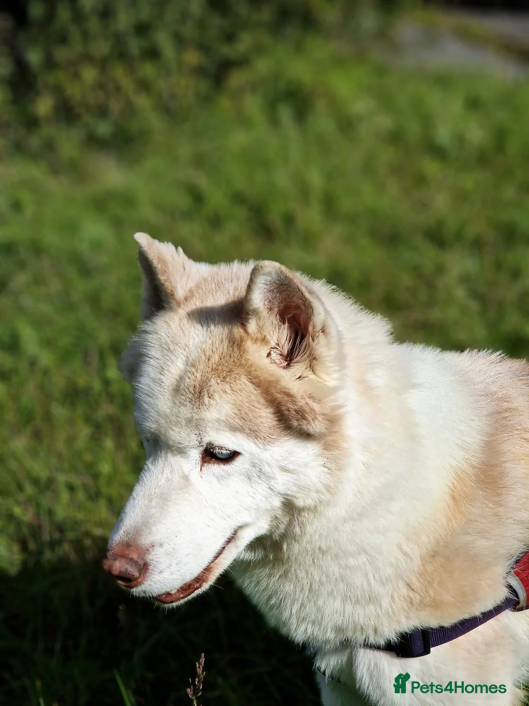 Siberian Husky dogs for sale: Hugo - siberian husky - Advert 10