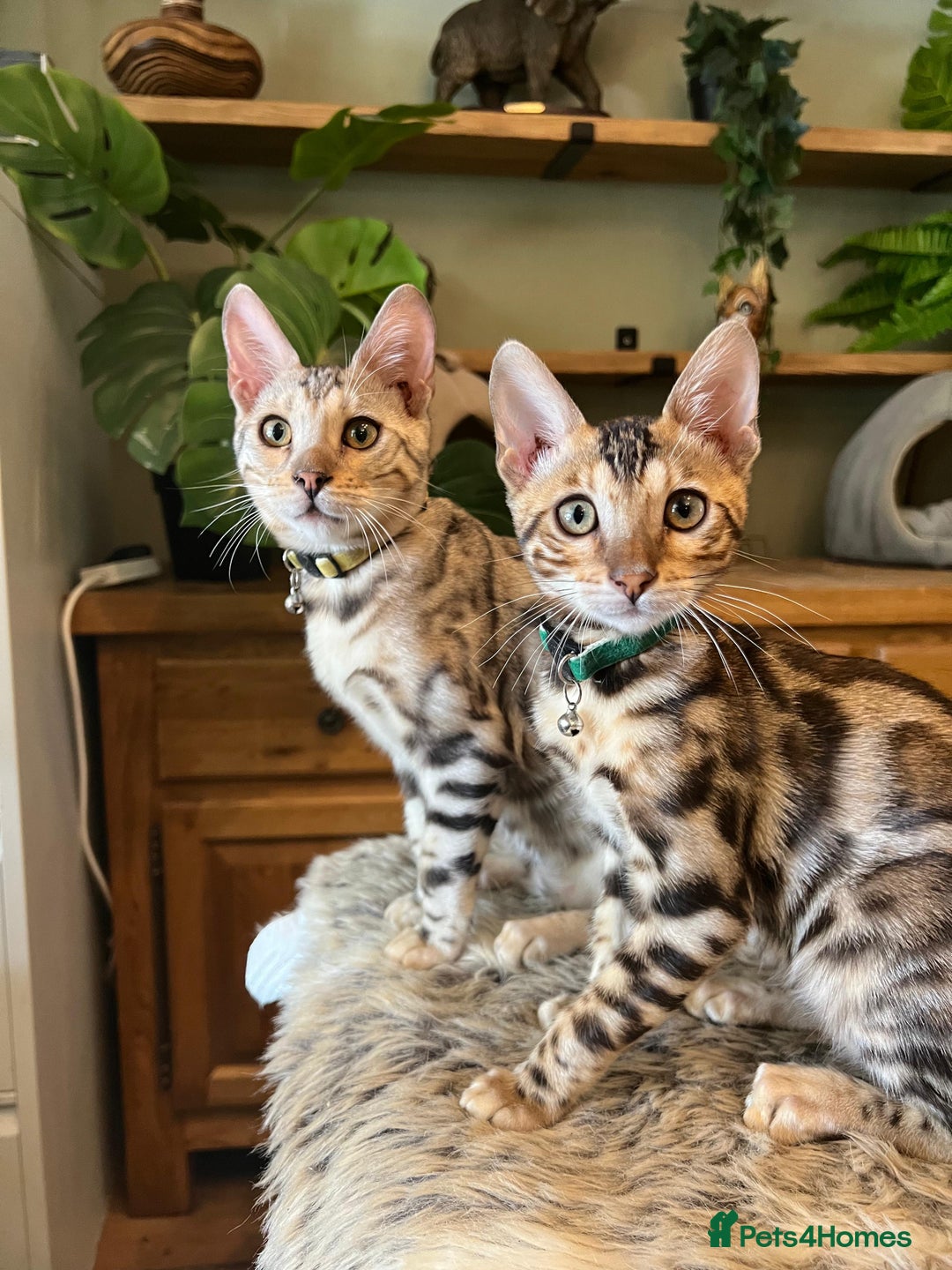 Bengal cats for sale: Beautiful Bengal Kittens Ready for Forever Homes - Image 22