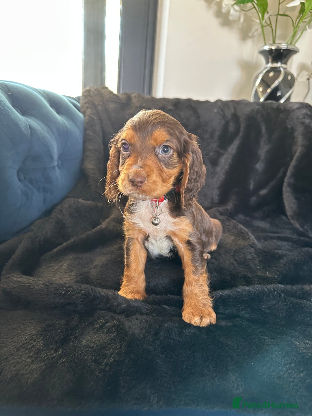 Cocker Spaniel dogs for sale: BEAUTIFUL LITTER OF TRICOLOURED COCKER SPANIELS  - Image 27