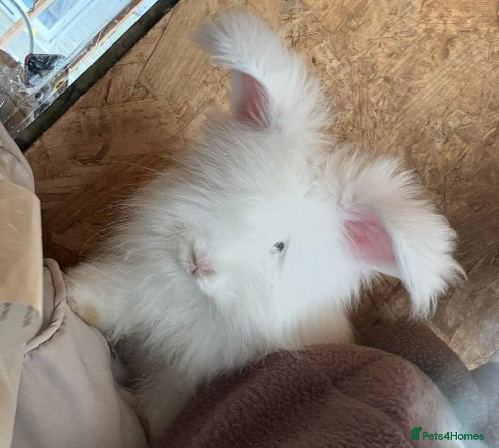 Mini Lop rabbits Angora & Mini Lops coming around end June  - Advert 6