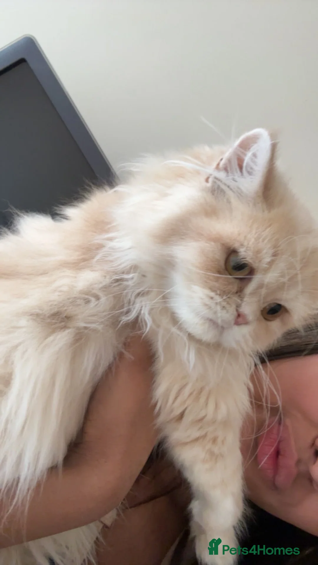 Persian cats for sale: Beautiful cream 4 month female kitten  - Advert 1
