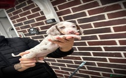 Dachshund dogs for sale: Beautiful dachshund puppies looking for new homes - Image 2