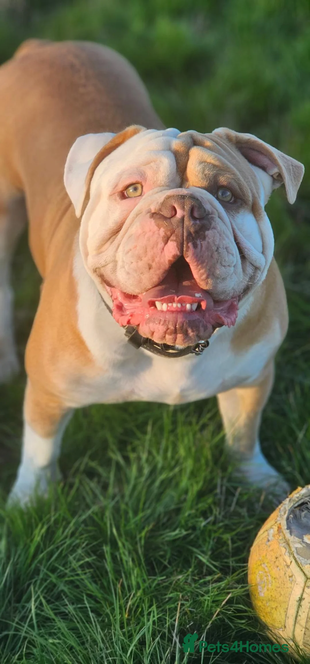 Olde English Bulldogge dogs for stud: OUR BEAUTIFUL BOY AKA STITCH (STUD) KENT BASED  - Advert 9