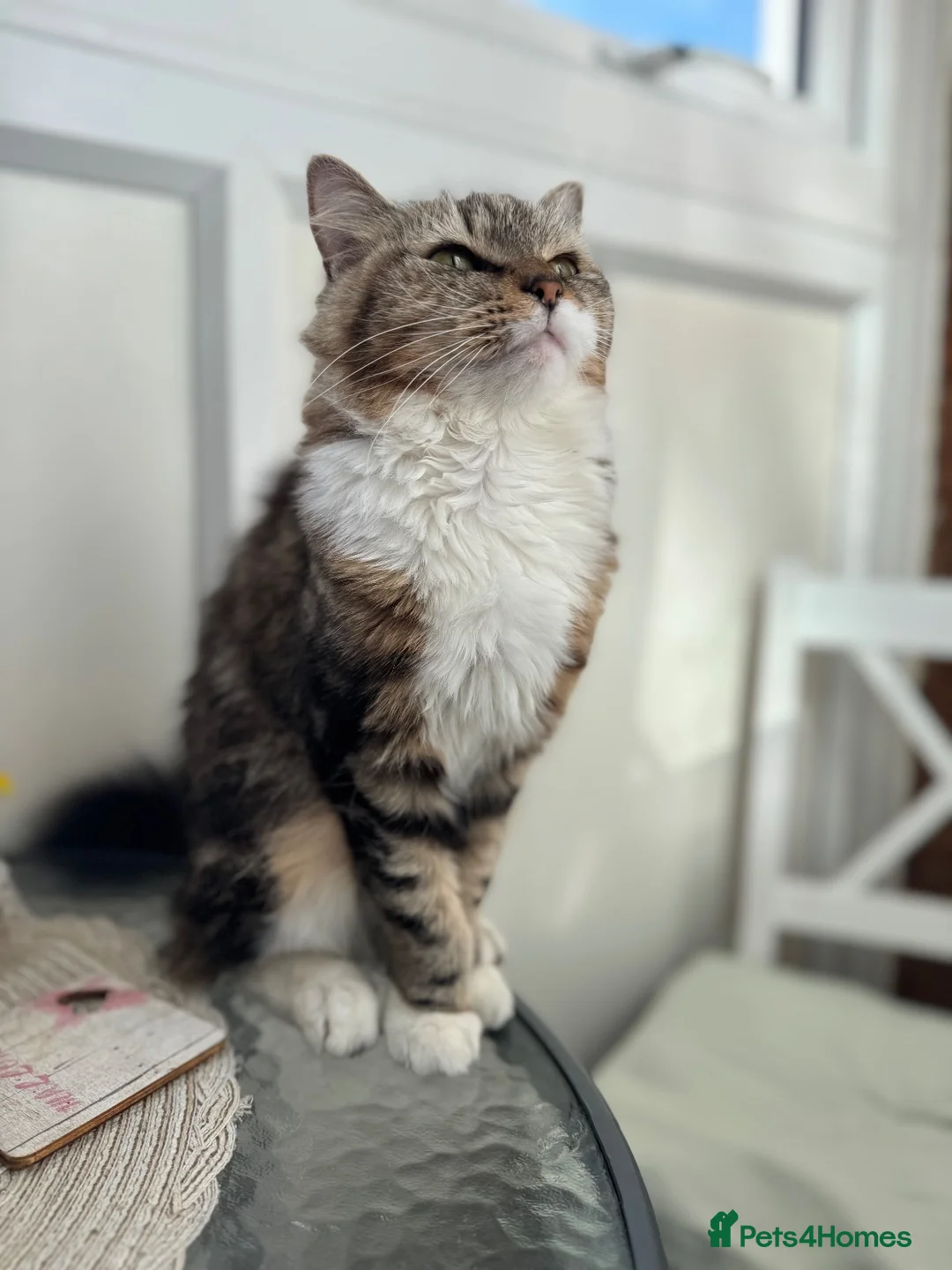 Mixed Breed cats for sale: 4 amazing kittens for sale  - Advert 5
