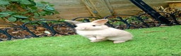 Mixed Breed rabbits for sale: 3 Beautiful Bunnies For Sale  - Advert 1