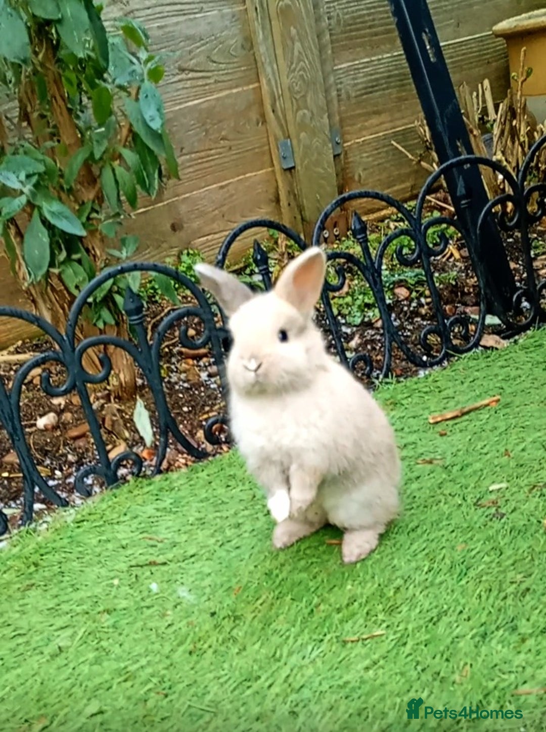 Mixed Breed rabbits for sale: 3 Beautiful Bunnies For Sale  - Advert 1