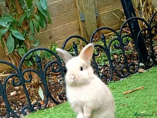 Mixed Breed rabbits Beautiful bunnies for sale - Advert 1