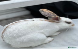 English Spot rabbits for sale: FREE to a good home - Image 5