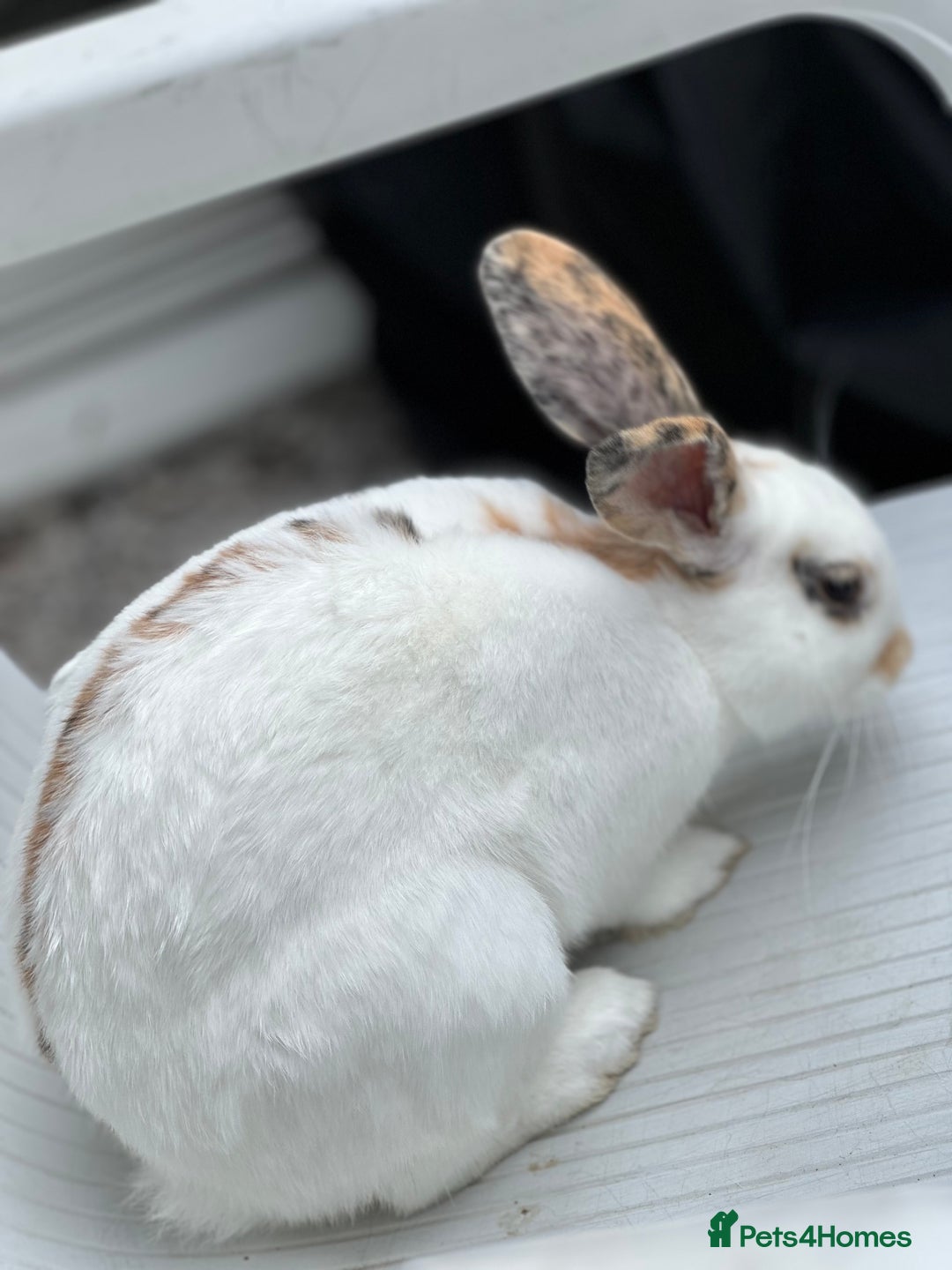 English Spot rabbits for sale: FREE to a good home - Image 5
