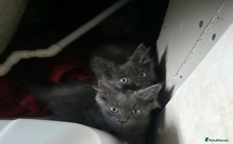 Mixed Breed cats 5 cute blue and blue&white long-haired kittens - Advert 9