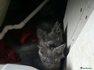 Mixed Breed cats 5 cute blue and blue&white long-haired kittens - Advert 5