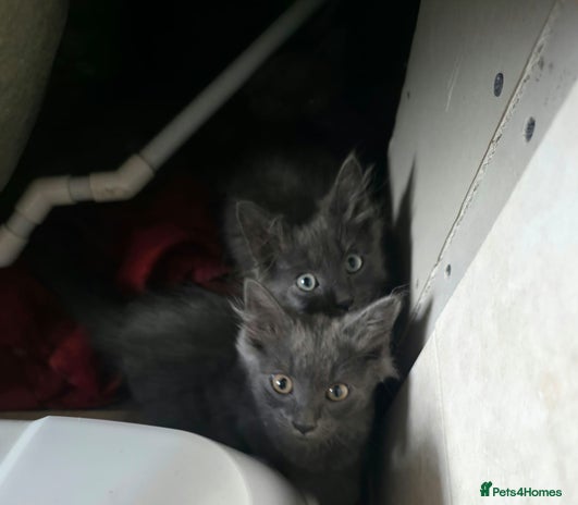 Mixed Breed cats 5 cute blue and blue&white long-haired kittens - Advert 9