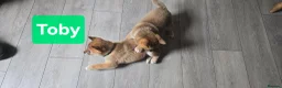 Japanese Shiba Inu dogs for sale: Foxy little shibas - Advert 20