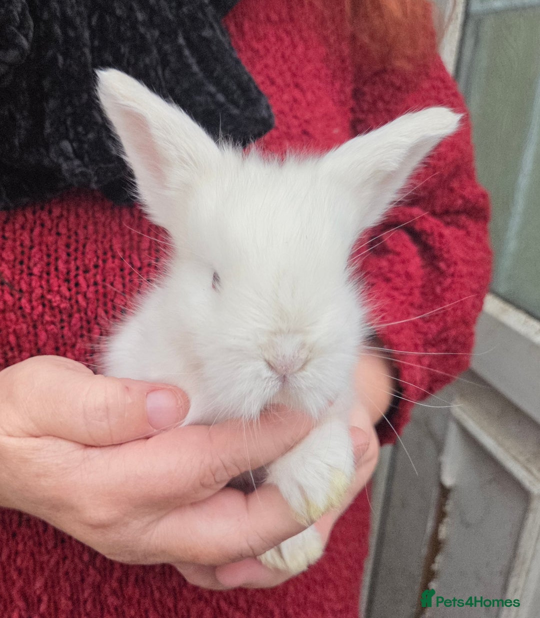 Mini Lion Lop rabbits for sale:  Male teddywidder bunnies  - Advert 25