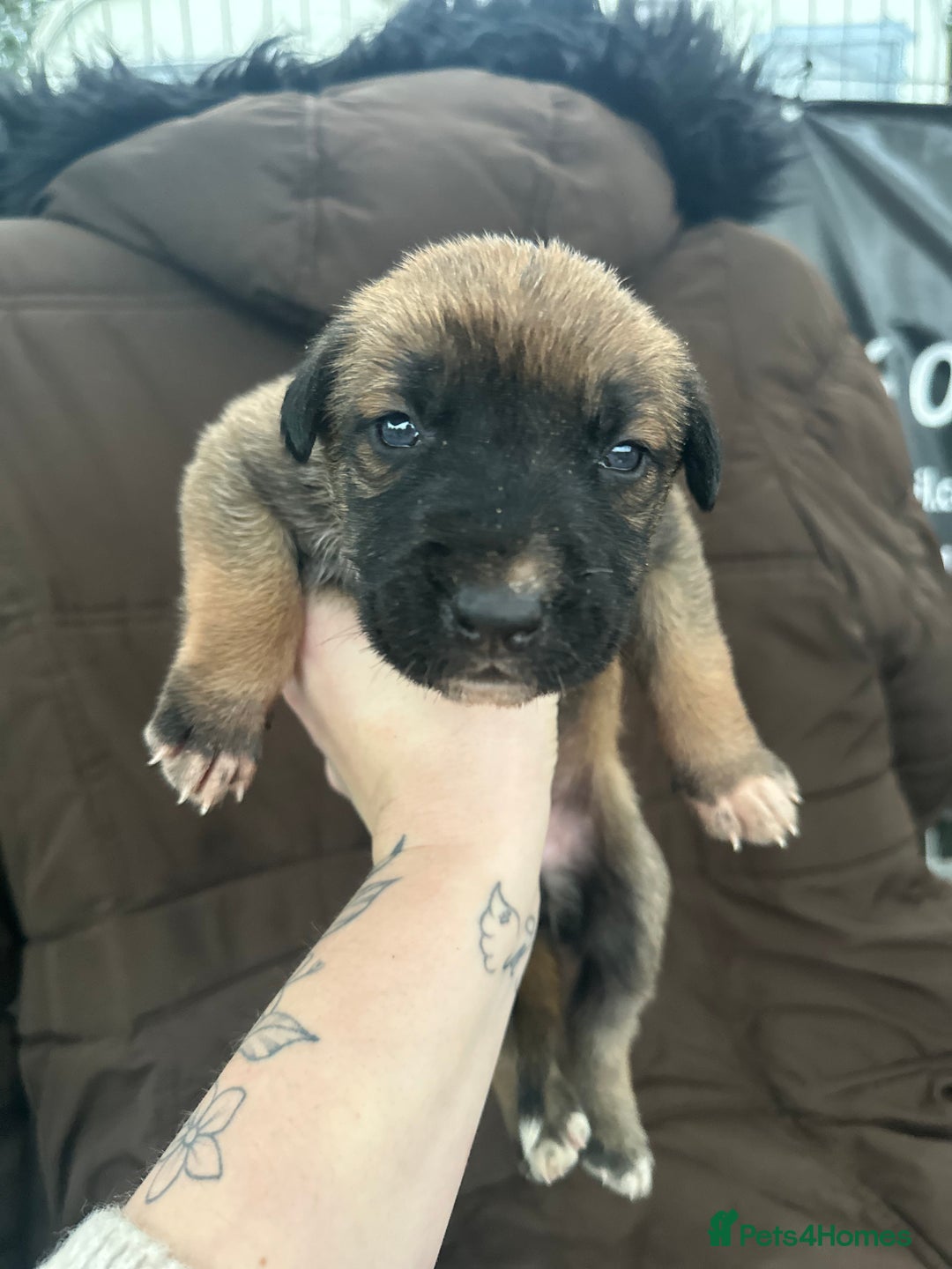 Mixed Breed dogs for sale: Dutch Herder Puppies  - Advert 29