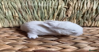 Mini Lop rabbits - Advert 11