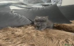 Scottish Fold cats for sale: Beautiful Scottish fold🧸🌹 - Image 16