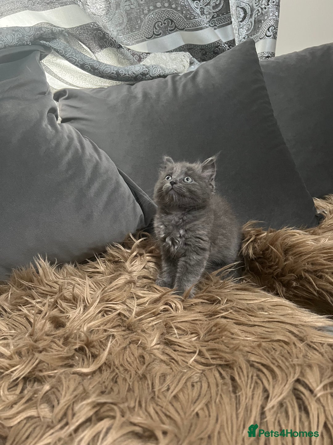 Scottish Fold cats for sale: Beautiful Scottish fold🧸🌹 - Image 16