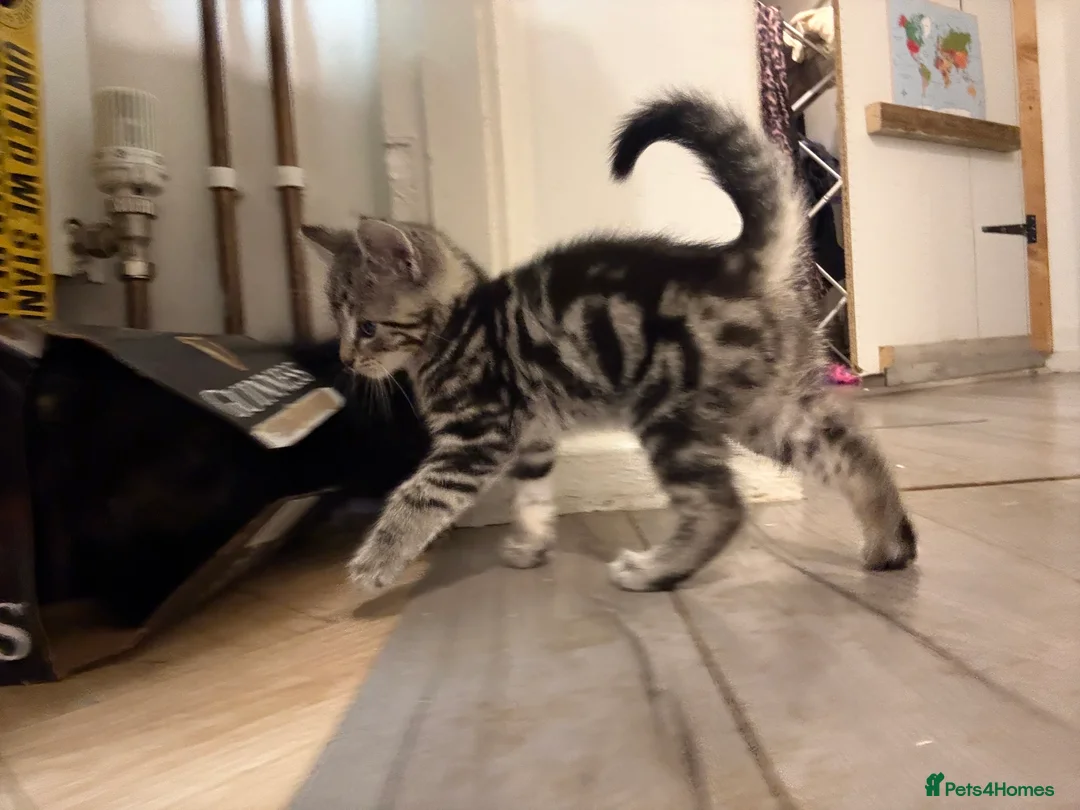 Domestic Shorthair cats for sale: Gorgeous Kittens 4 girls 1 boy - Advert 10