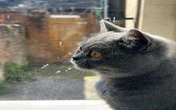 British Shorthair cats for sale: Beautiful Blue British Shorthair Queen  - Image 3