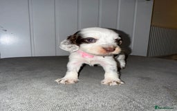 Sprocker dogs for sale: Sprocker puppies - Image 4