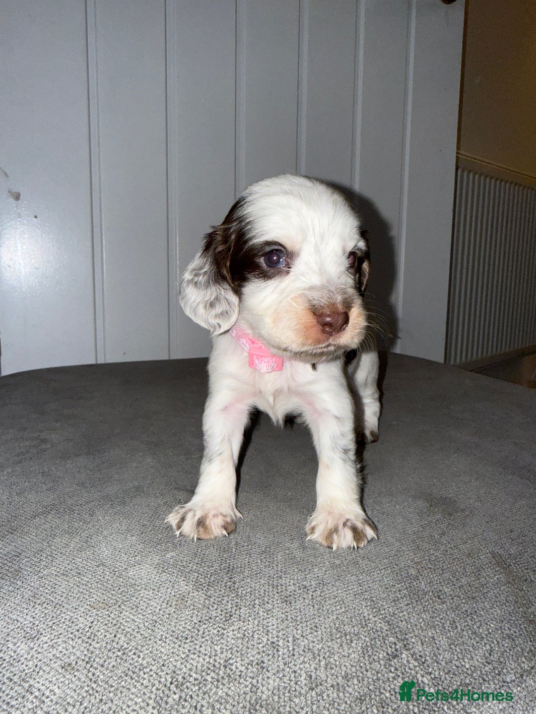 Sprocker dogs for sale: Sprocker puppies - Image 4