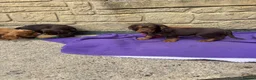 Cocker Spaniel dogs for sale: Cocker spaniel puppies - Advert 7