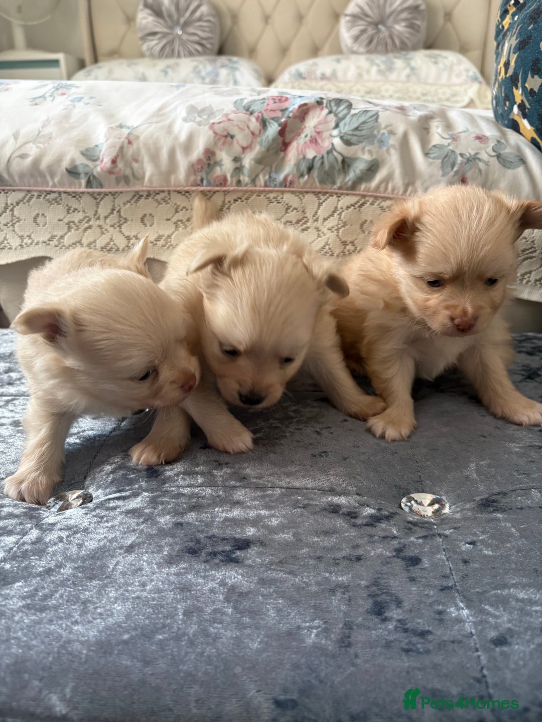 Pomeranian dogs for sale: Pomeranian puppies - Advert 2