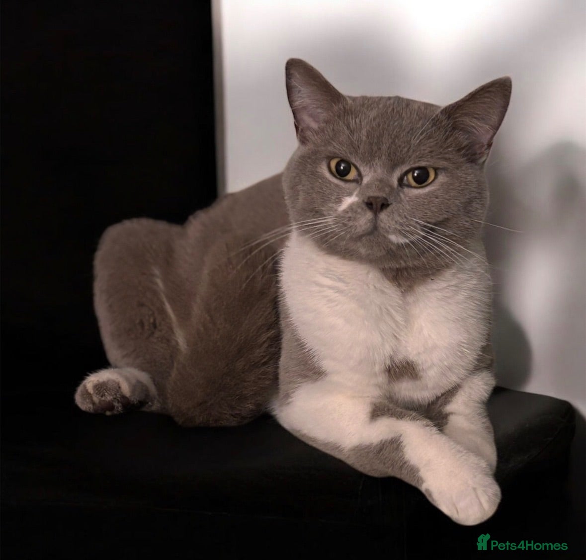British Shorthair cats Two beautiful British shorthair mix kittens  - Advert 1