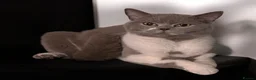 British Shorthair cats for sale: Two beautiful British shorthair mix kittens  - Advert 1