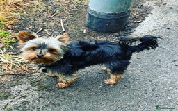 Yorkshire Terrier dogs for stud: Small Yorkie for Stud in Birmingham - Image 2