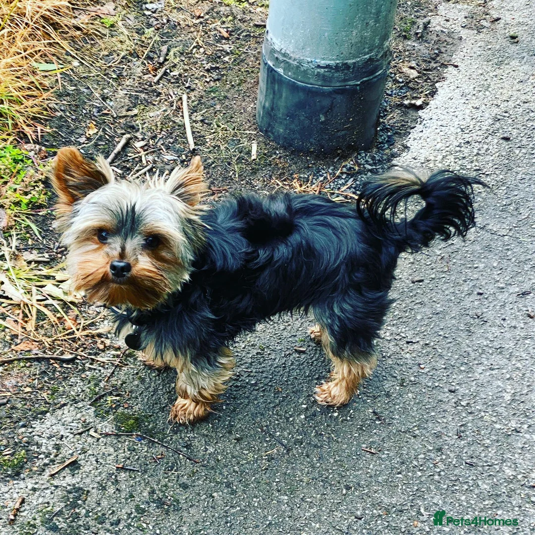 Yorkshire Terrier dogs for stud: Small Yorkie for Stud in Birmingham - Advert 2