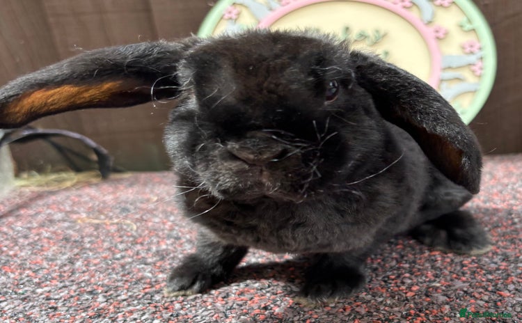 Mini Lop rabbits for sale - Advert 3