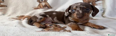 Dachshund 1