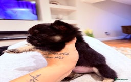 French Bulldog dogs for sale: fluffy frenchie black & tan boy top quality 1 LEFT - Image 5