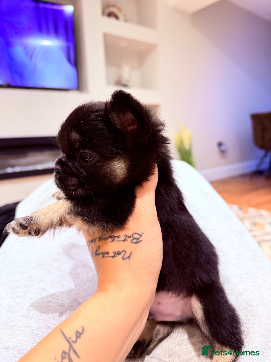 French Bulldog dogs for sale: fluffy frenchie black & tan boy top quality 1 LEFT - Image 5