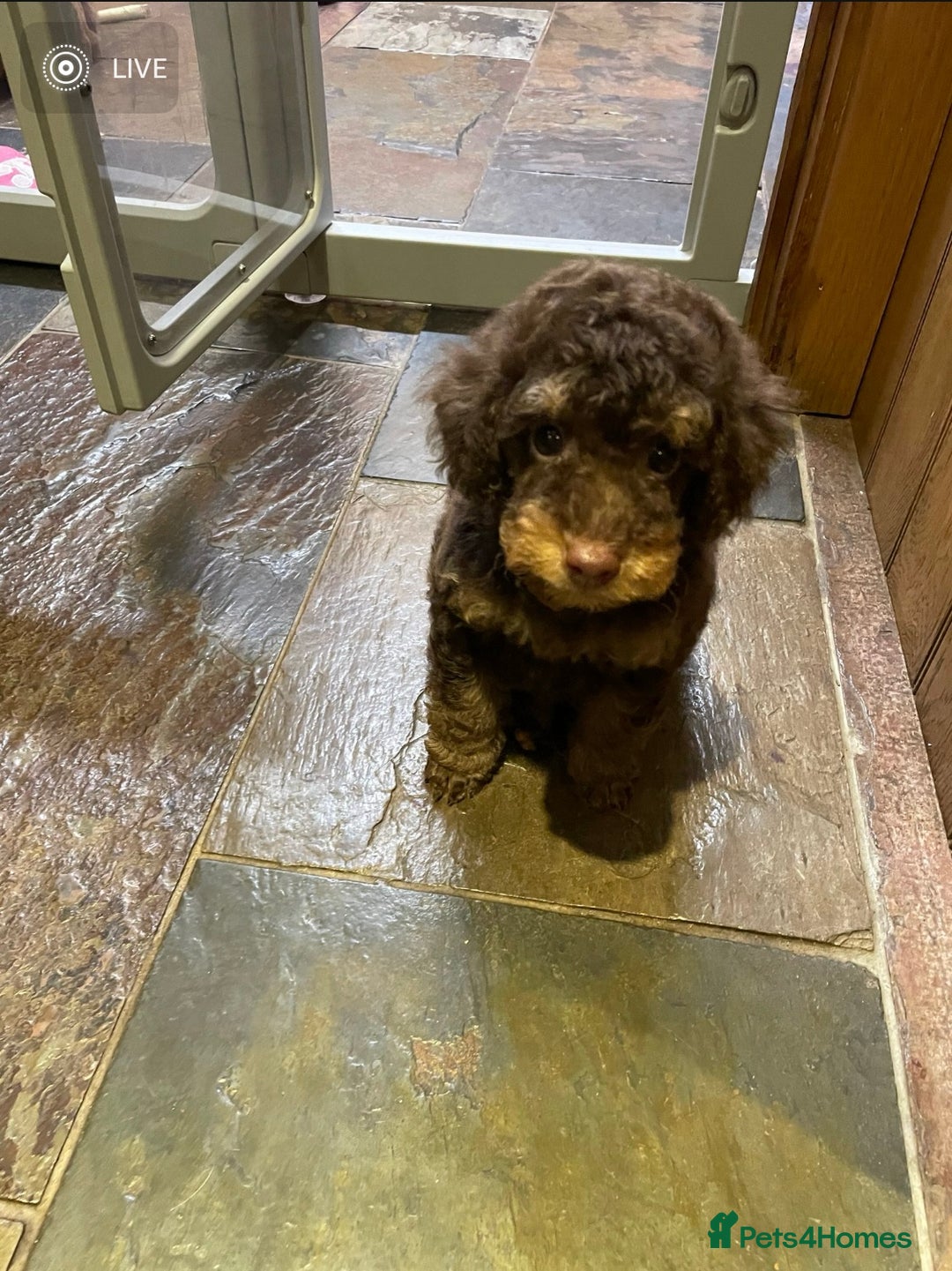 Toy Poodle dogs for sale: KC TOY POODLE CHOCOLATE/TAN - Advert 2