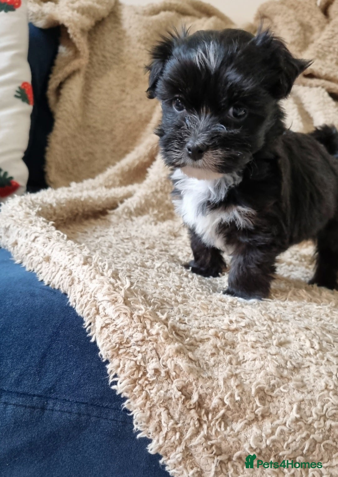 Havanese dogs Beautiful Havanese Puppies- one female left  - Advert 4