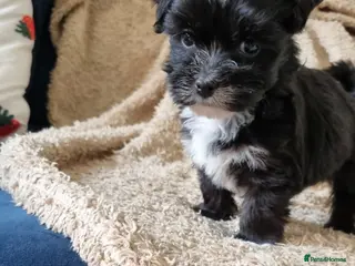 Havanese dogs Beautiful Havanese Puppies- one female left - Advert 4