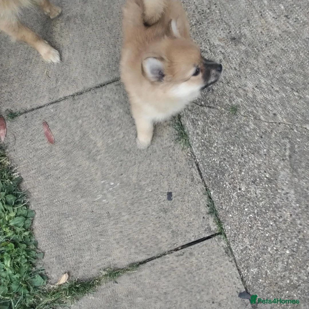 Pomeranian dogs for sale:  1 boys - Advert 2